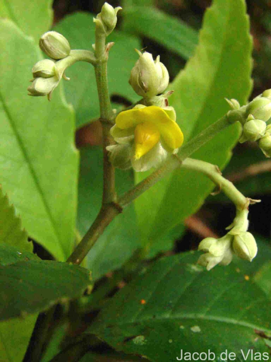 Schumacheria castaneifolia Vahl